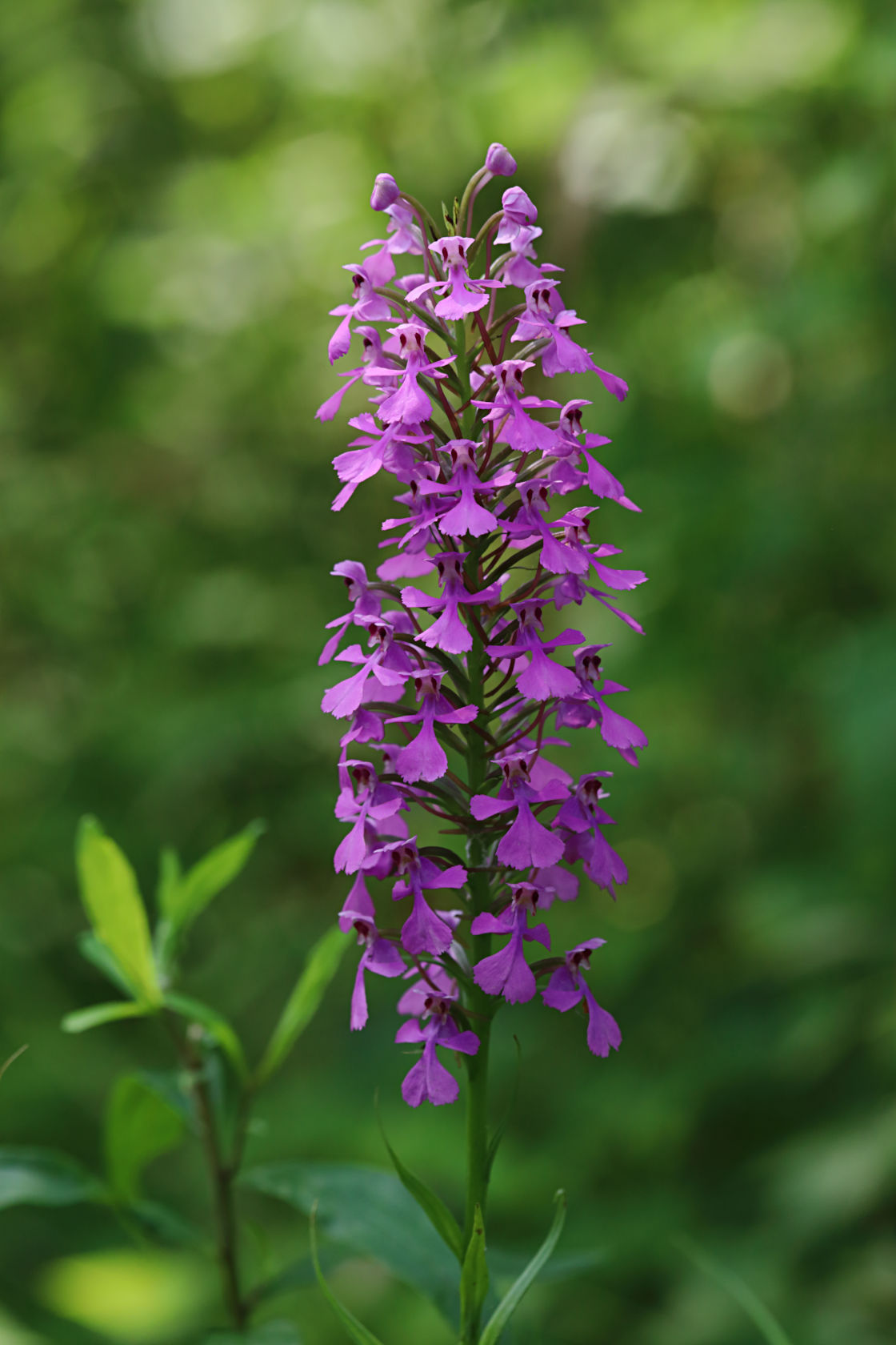 Purple Fringeless Orchid