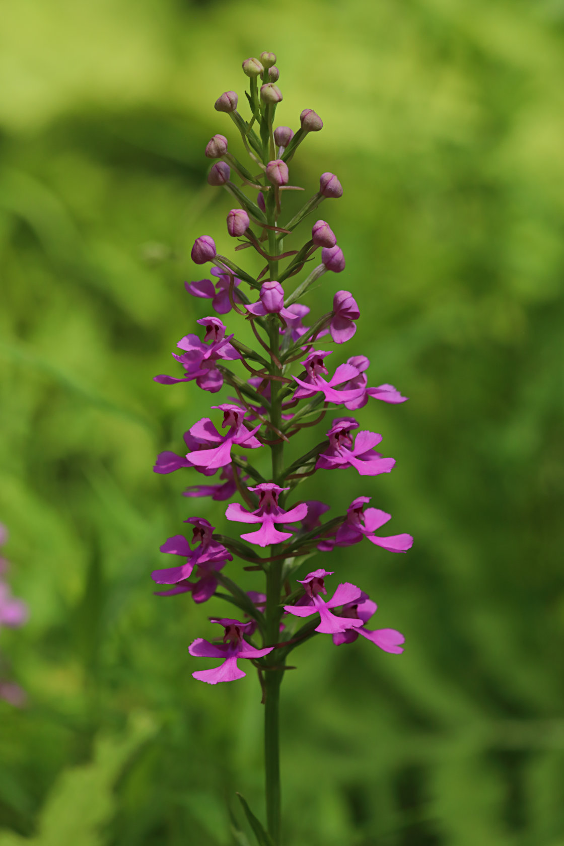 Purple Fringeless Orchid