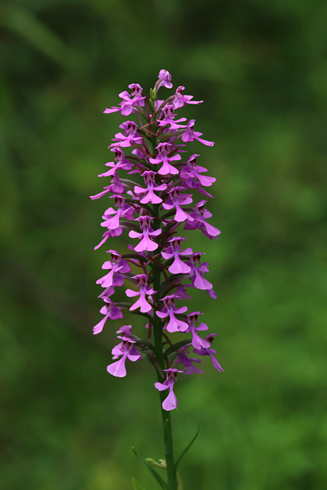 Purple Fringeless Orchid