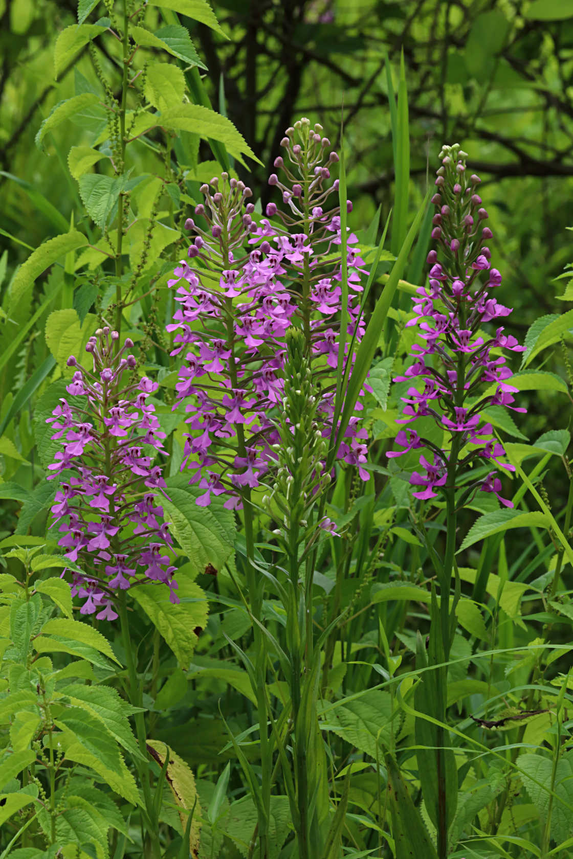 Purple Fringeless Orchid