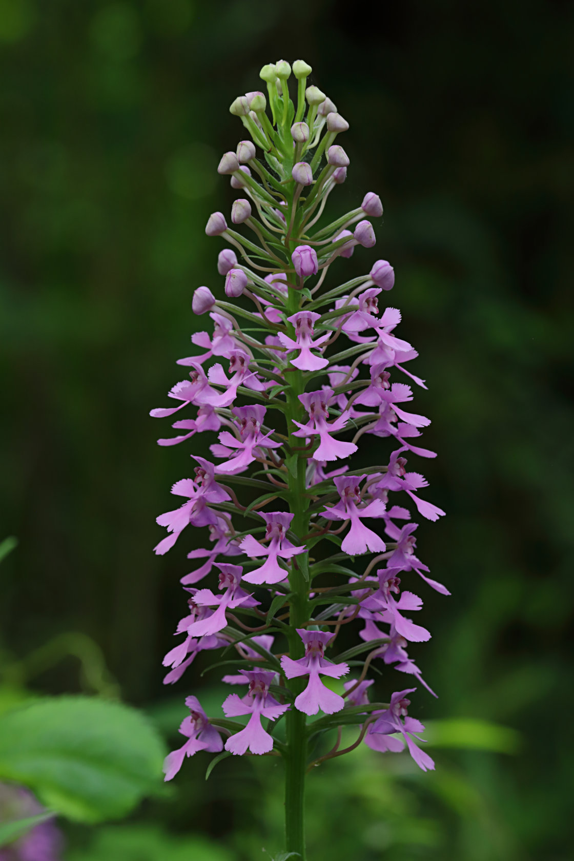 Purple Fringeless Orchid