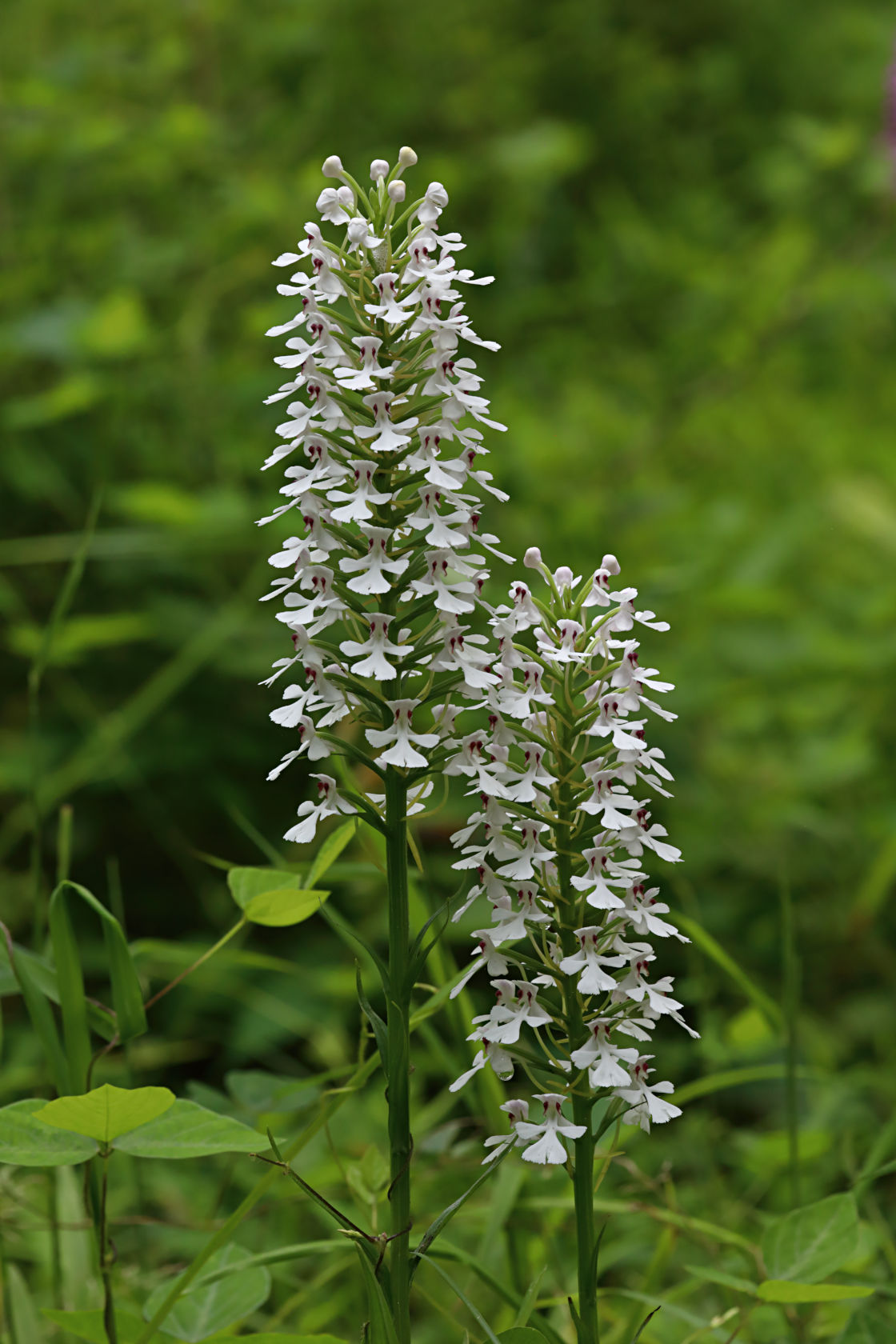 White-Flowered Purple Fringeless Orchid