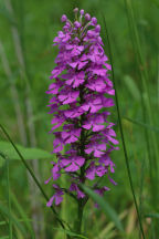 Purple Fringeless Orchid