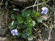 Long-Spurred Violet