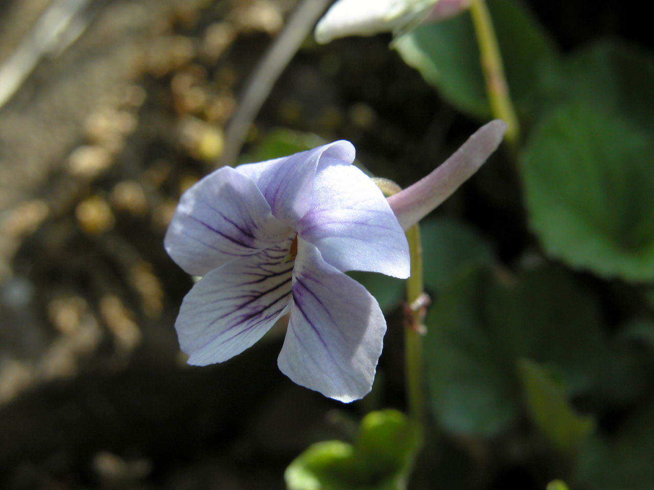 Long-Spurred Violet