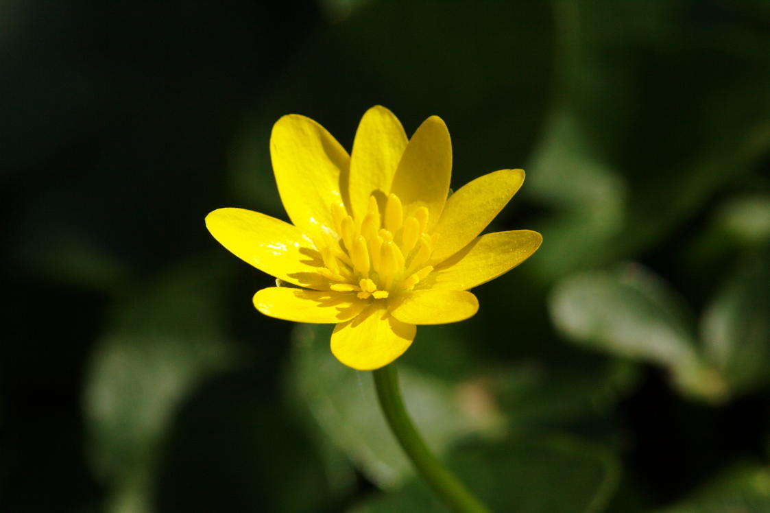 Marsh Marigold