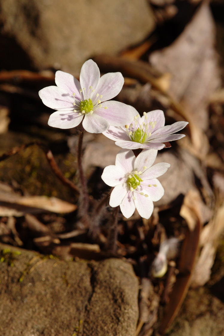 Round-Lobed Hepatica