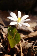 Bloodroot