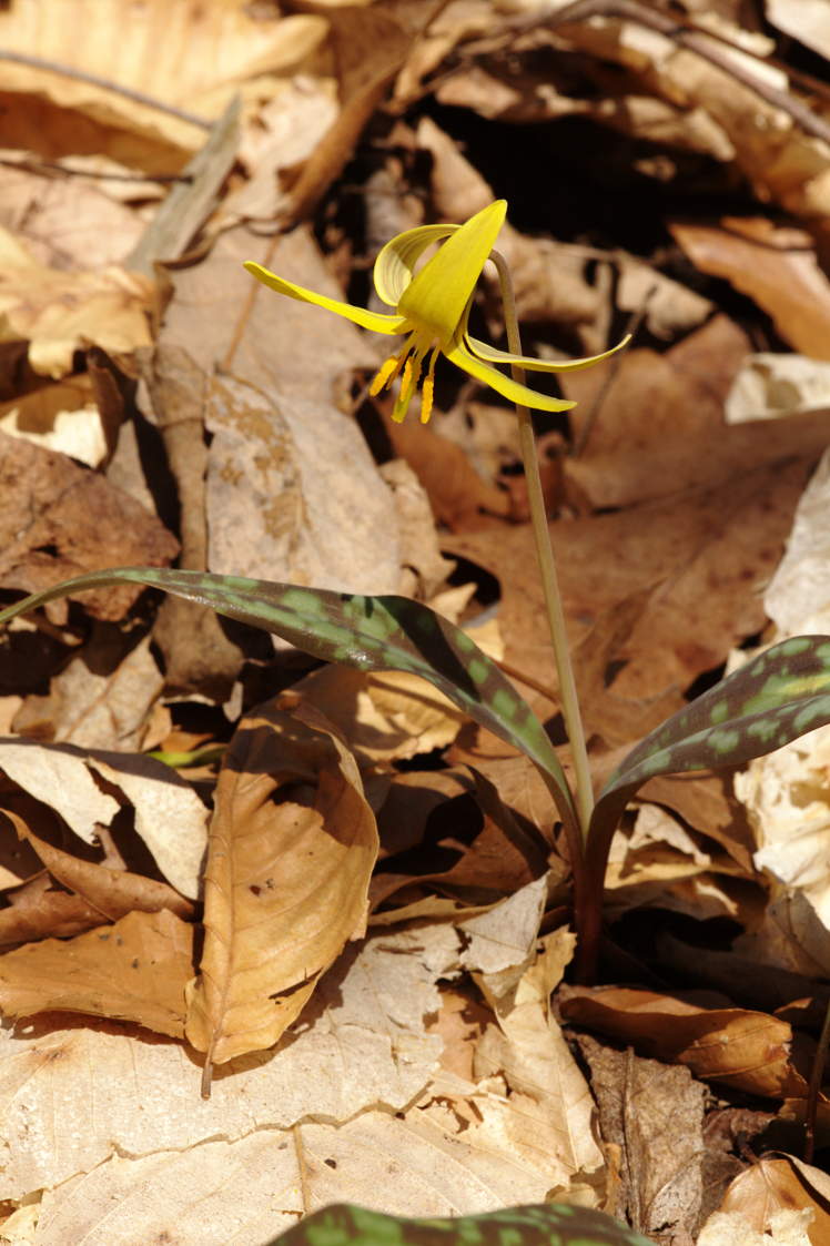 Yellow Trout Lily