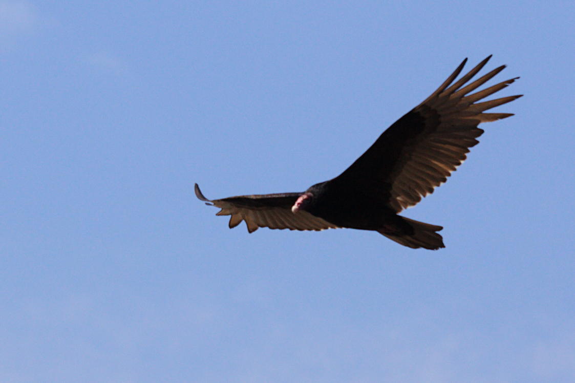 Turkey Vulture