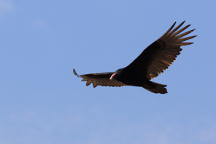 Turkey Vulture