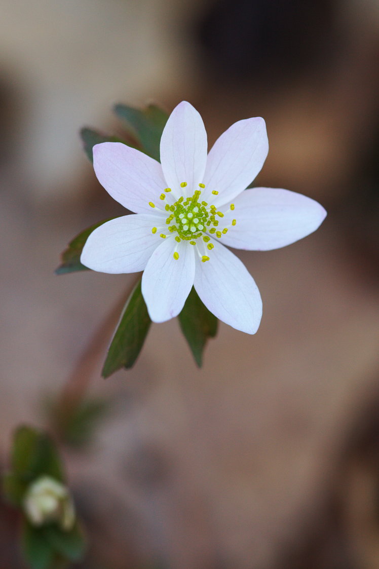 Rue Anemone