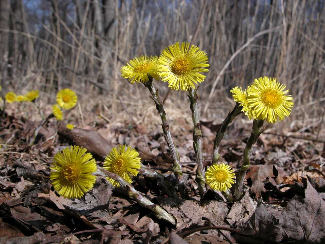 Coltsfoot