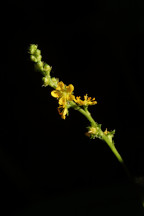 Roadside Agrimony