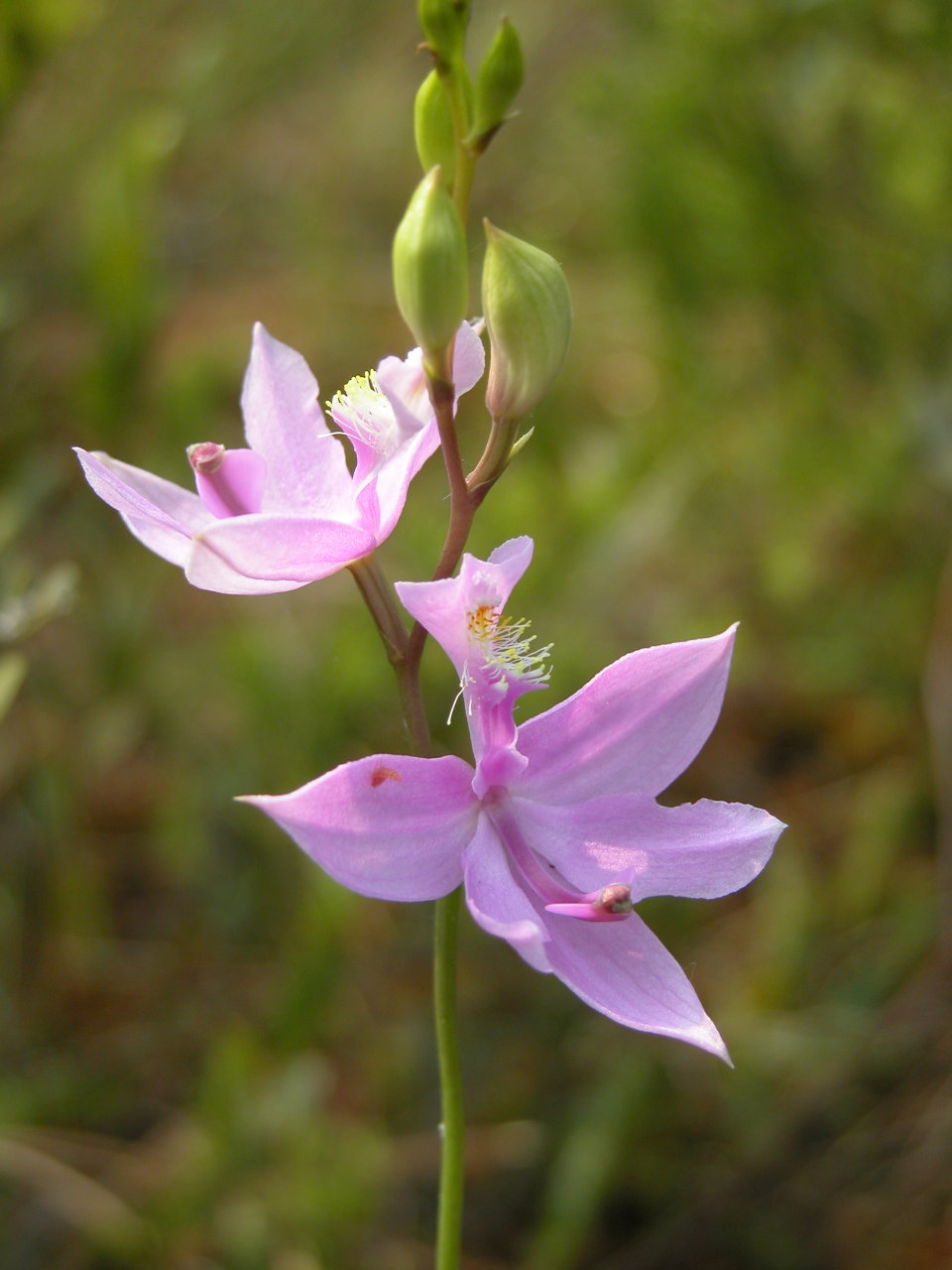 Common Grass-Pink