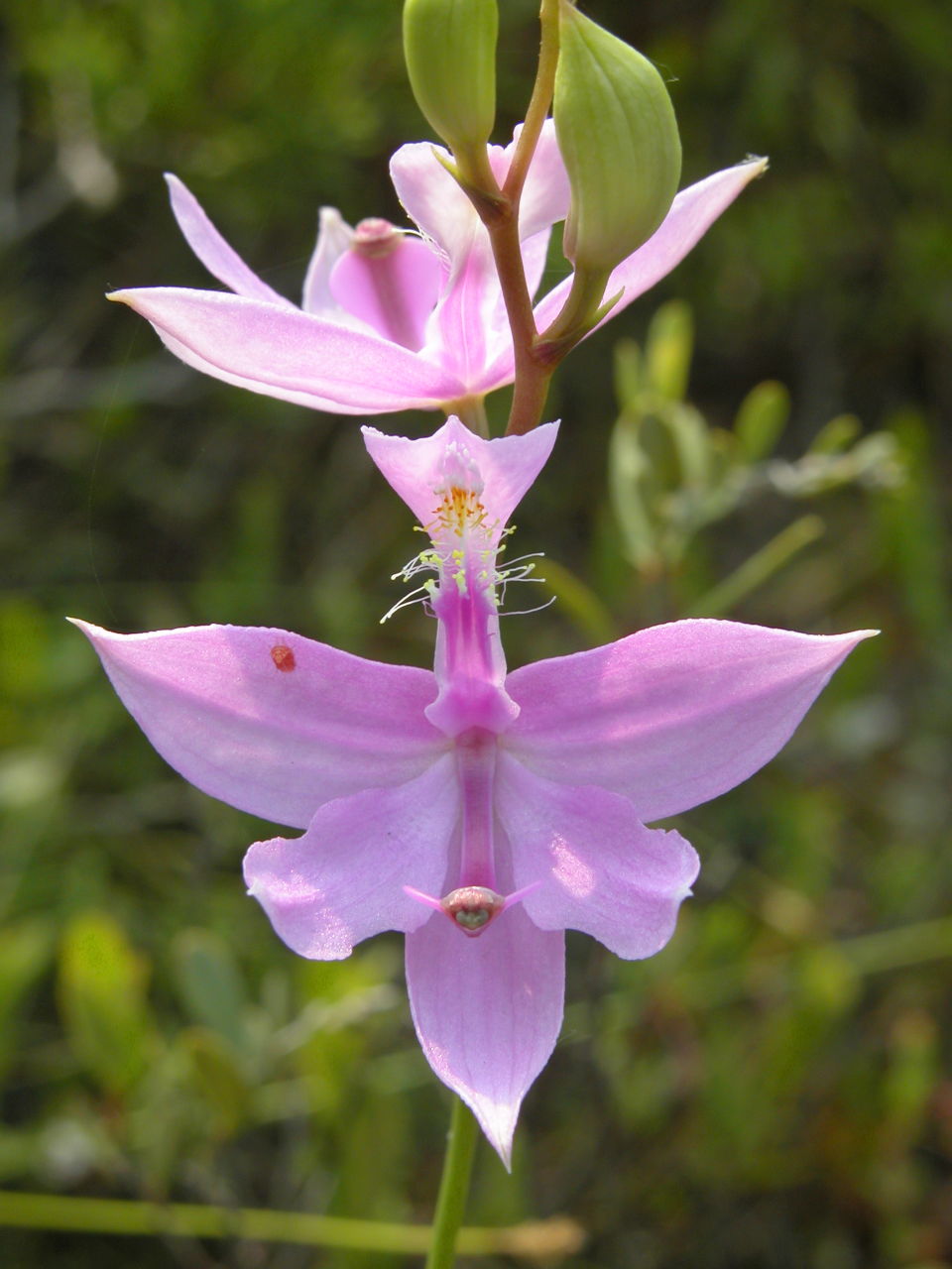 Common Grass-Pink