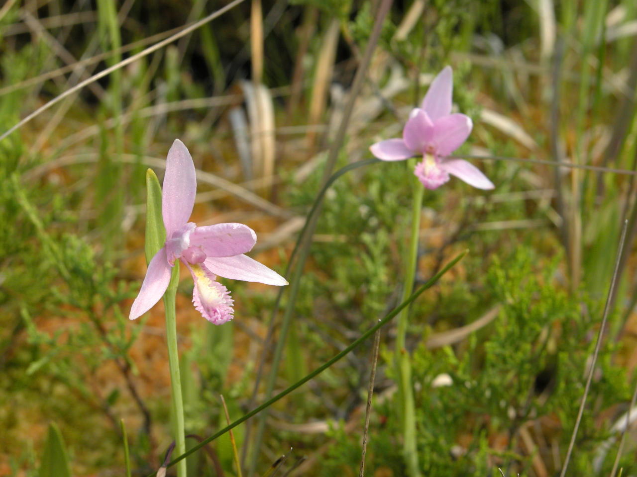 Rose Pogonia