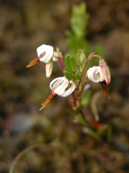 American Cranberry