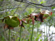 Purple Pitcher Plant