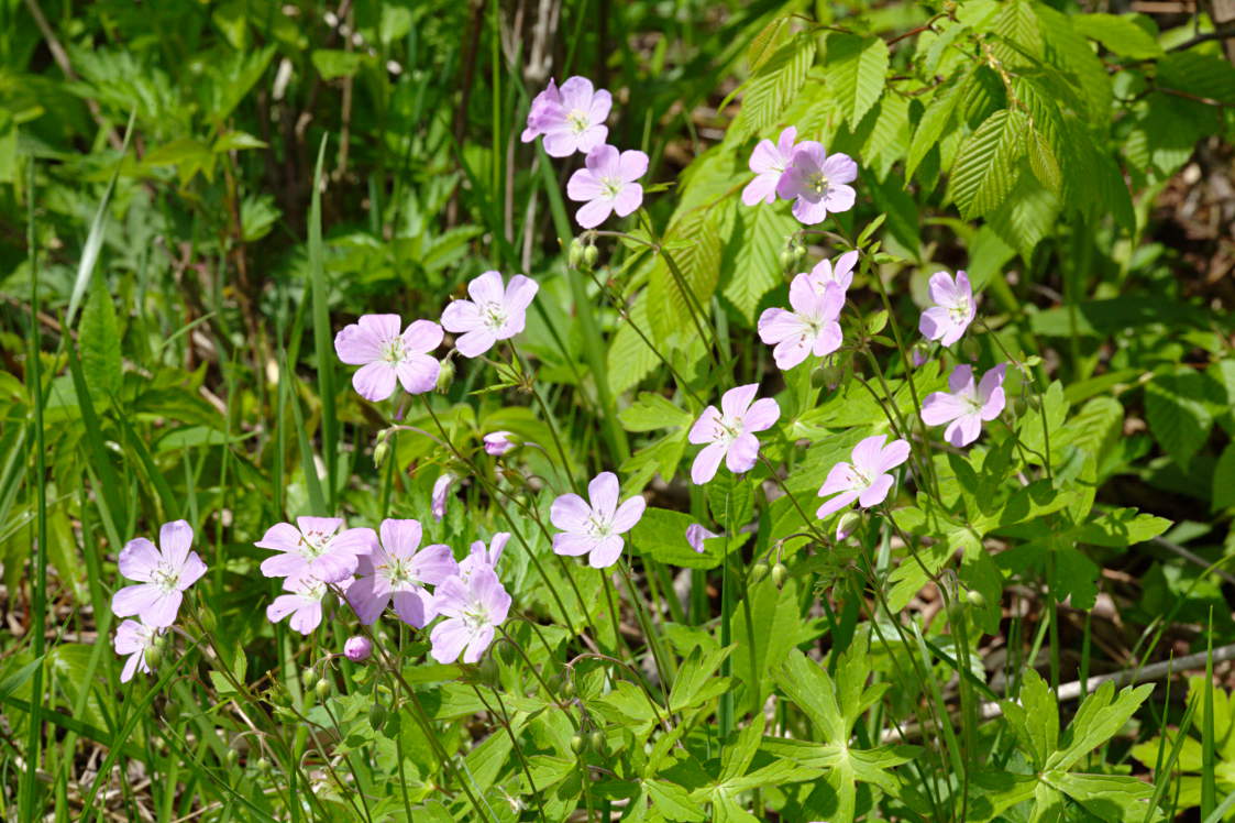 Wild Geranium