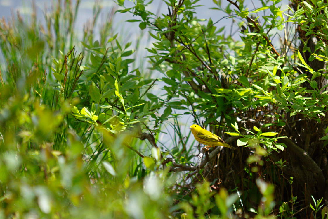 American Yellow Warbler