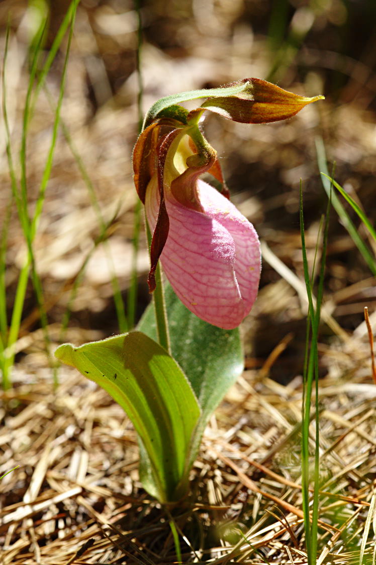 Pink Lady's Slipper