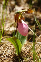 Pink Lady's Slipper