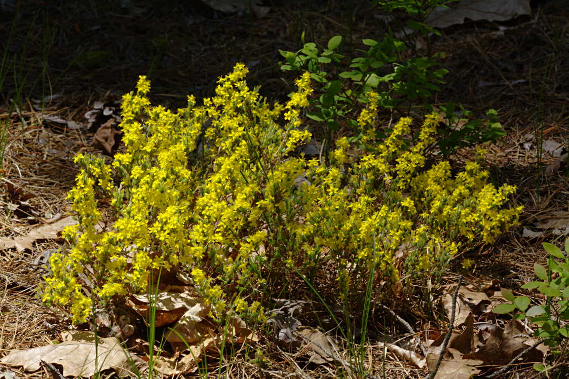 Golden Heather