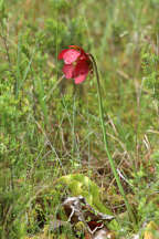 Purple Pitcher Plant