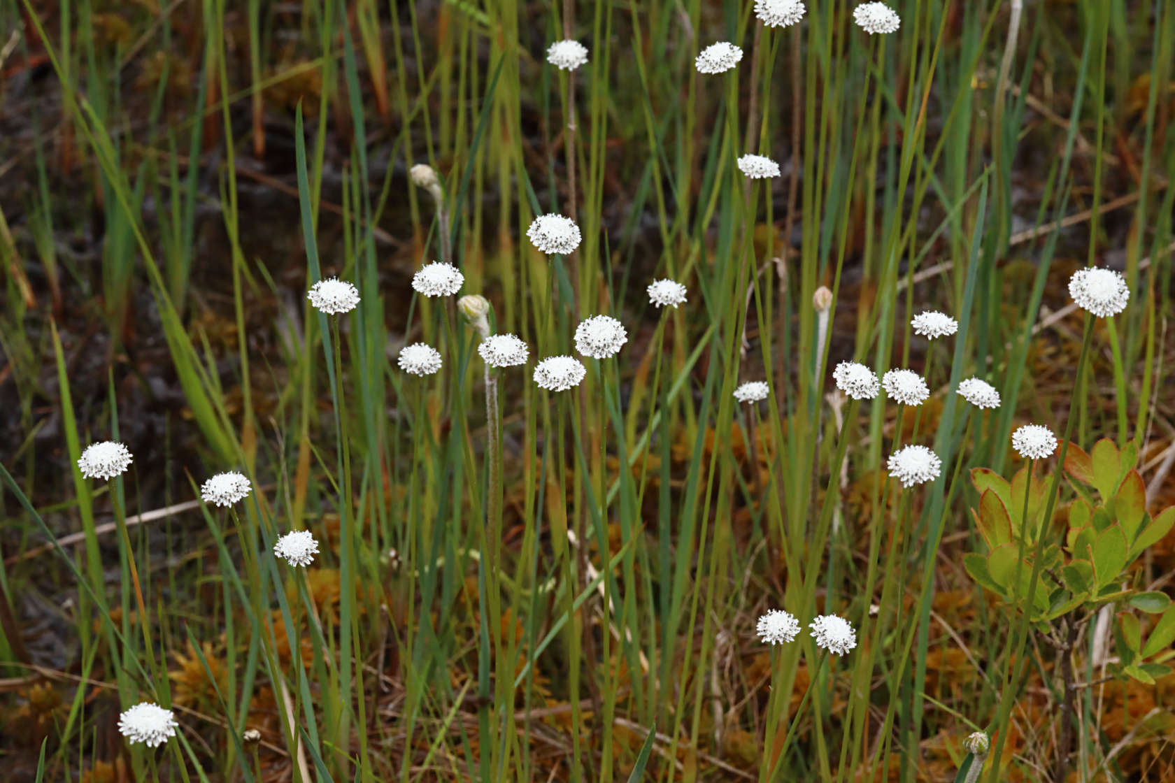 Flattened Pipewort