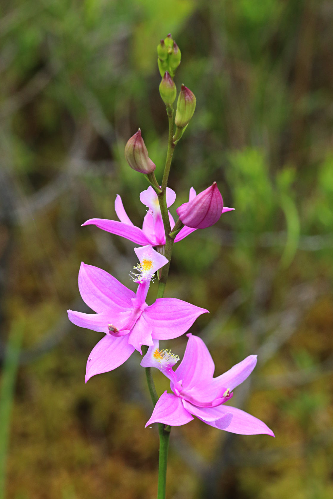 Common Grass Pink