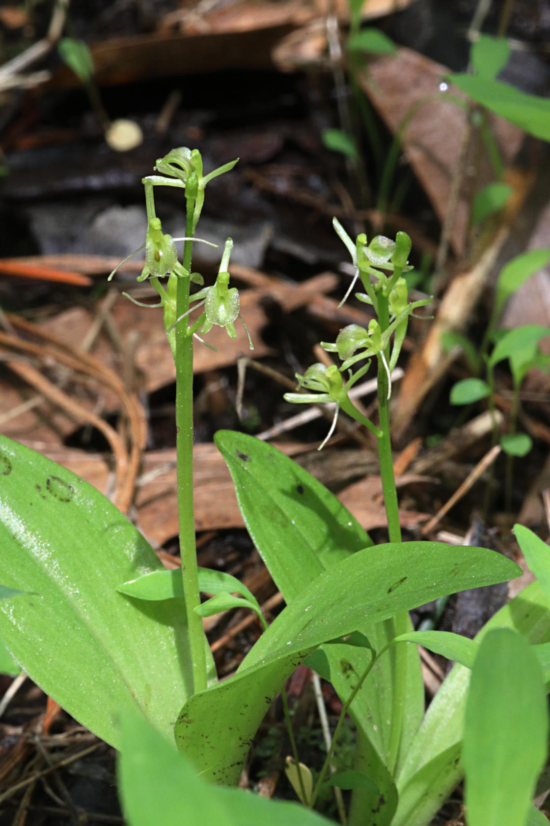 Loesel's Twayblade