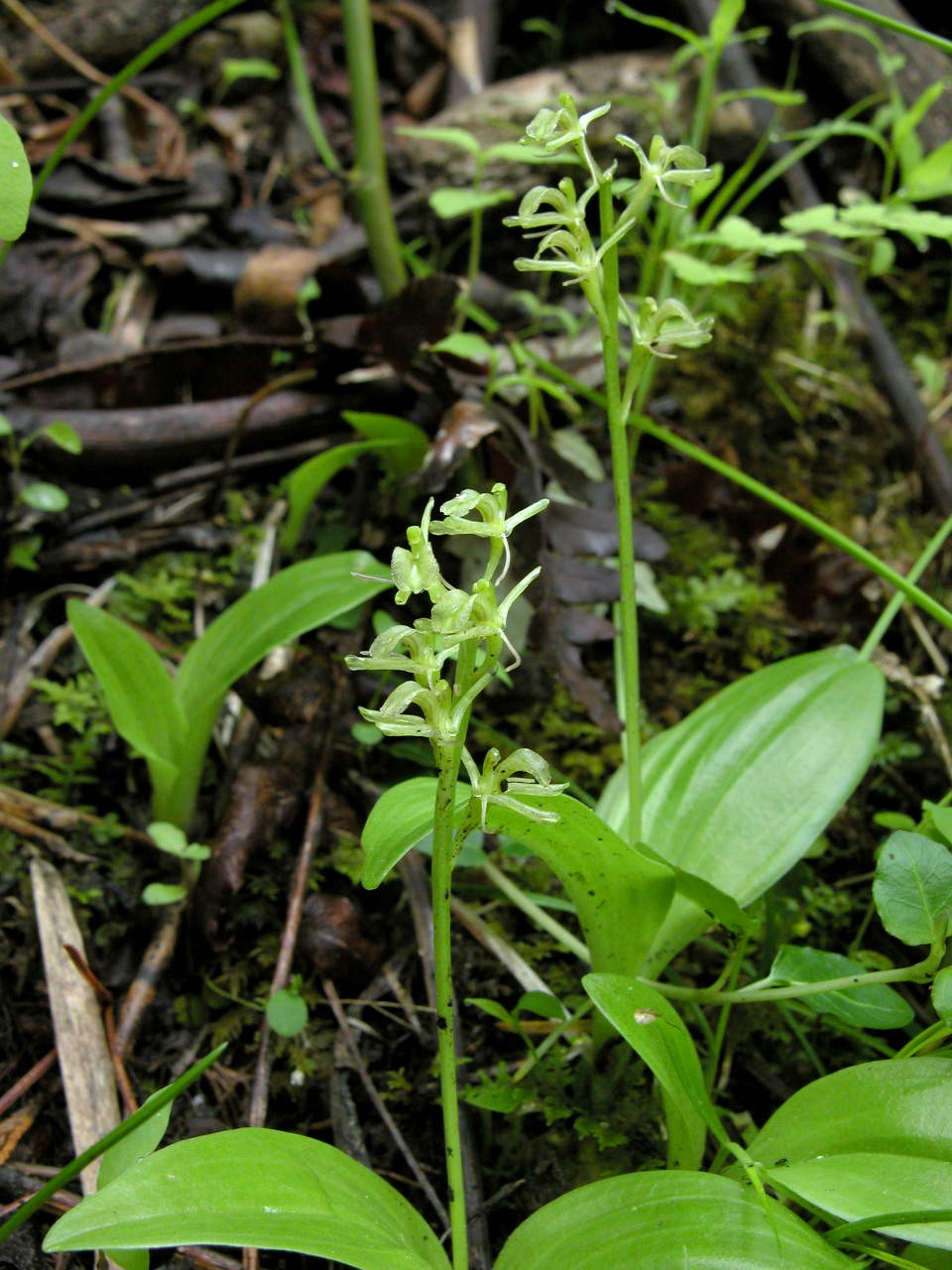 Loesel's Twayblade