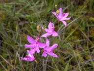 Common Grass-Pink