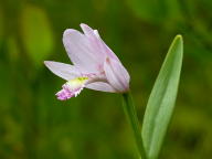 Rose Pogonia