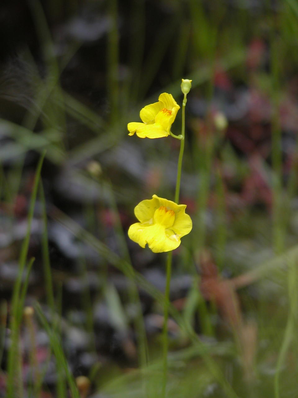 Humped Bladderwort