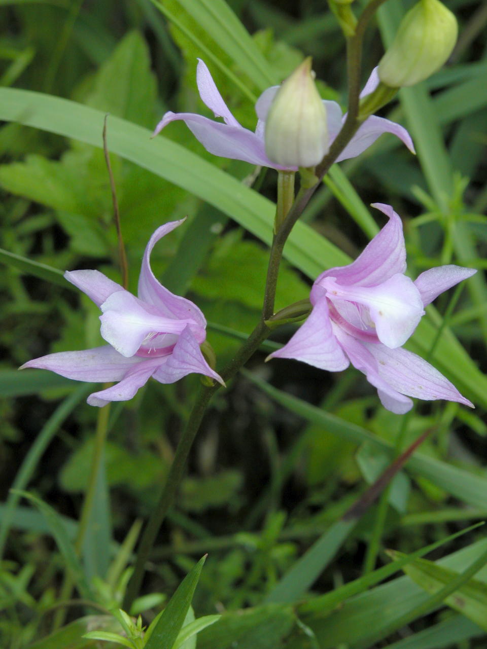 Common Grass-Pink