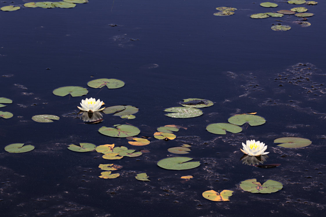 Common Water Lily