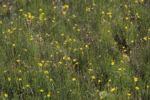 Humped Bladderwort