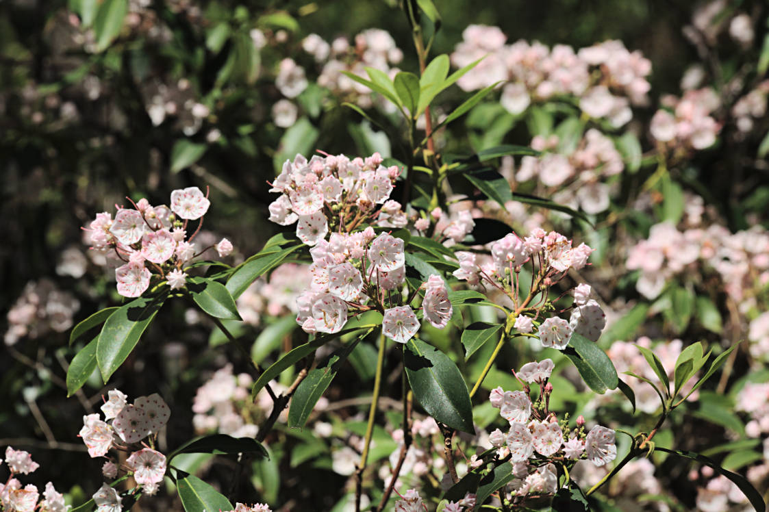 Mountain Laurel