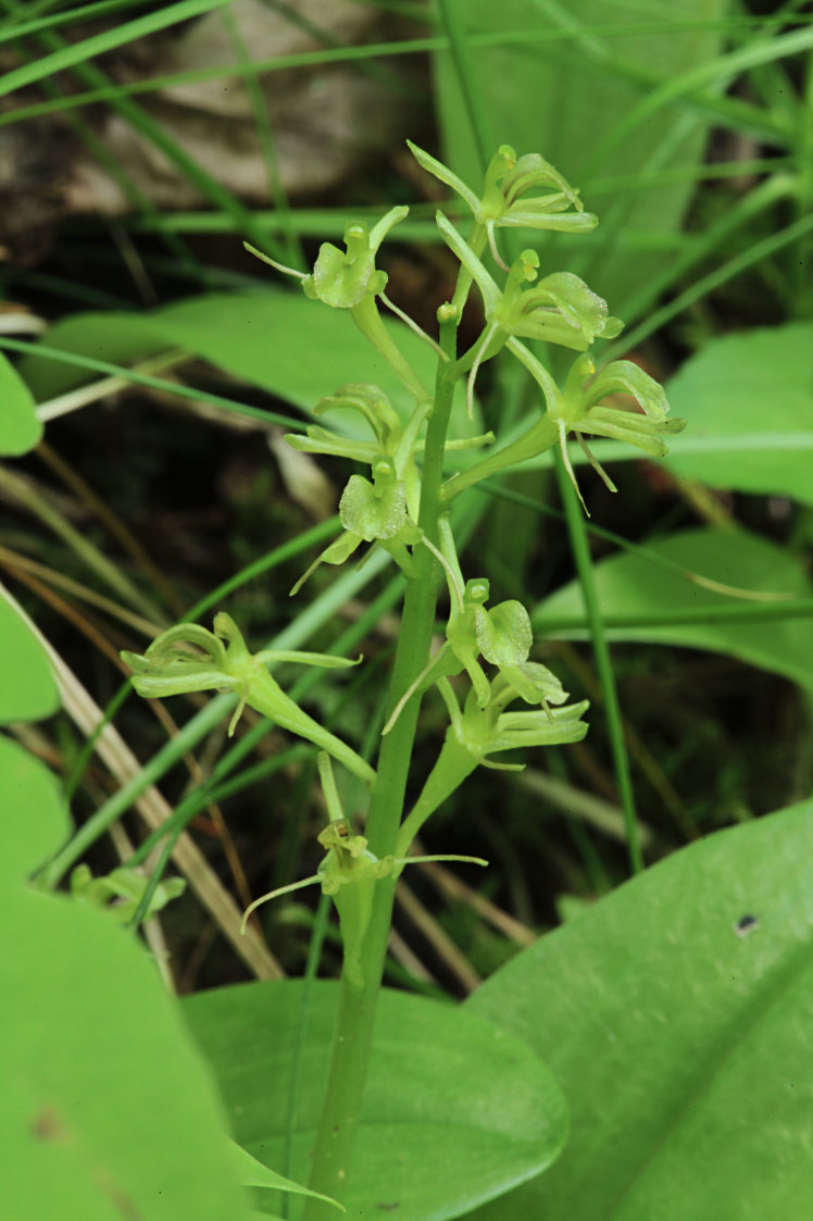 Loesel's Twayblade