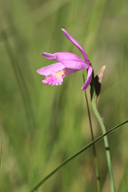 Rose Pogonia