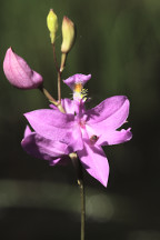 Common Grass Pink