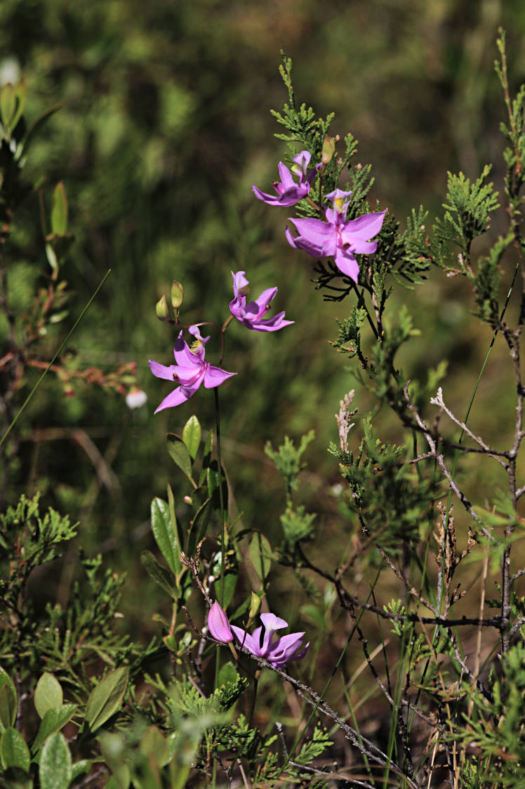 Common Grass Pink