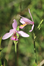 Rose Pogonia