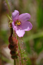 Thread-Leaved Sundew