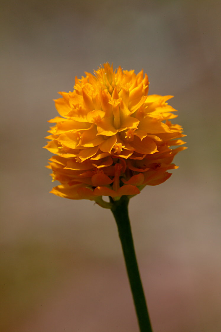 Orange Milkwort