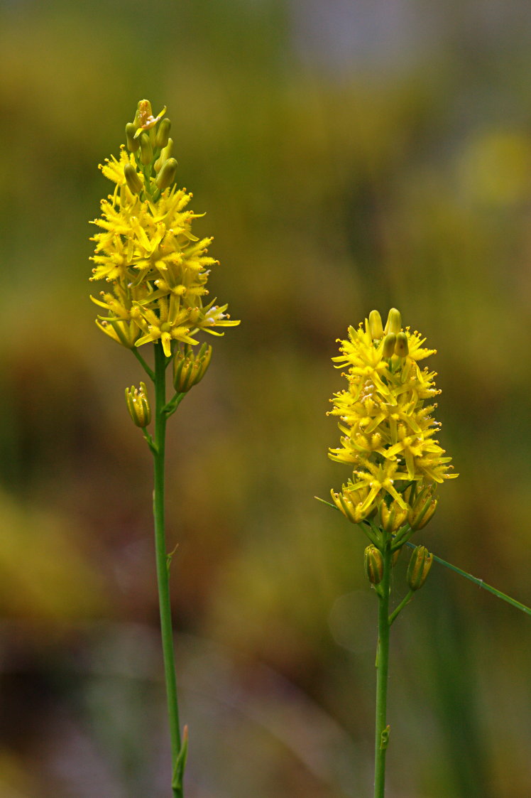 Bog Asphodel