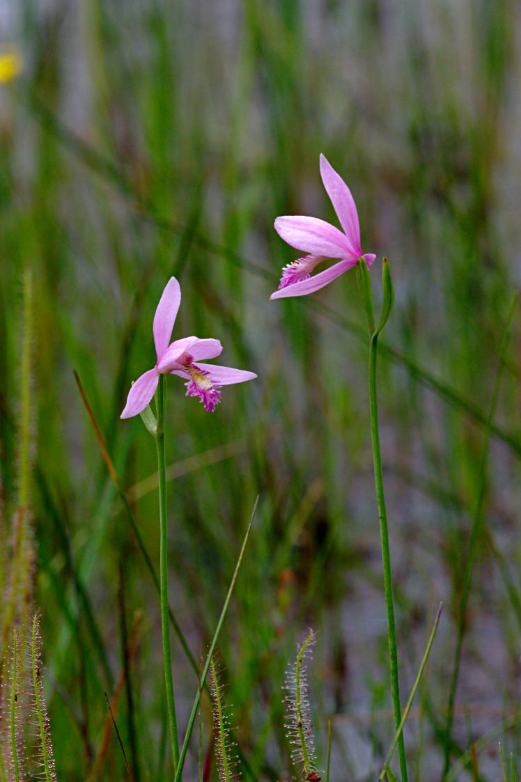 Rose Pogonia