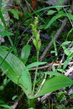 Loesel's Twayblade